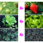 Светильник для выращивания растений, Лампа для роста растений, Подсветка рассады с таймером j22wl-04 LED LIGHT