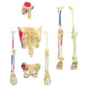 Пазл 4D Master Объемная анатомическая модель Master Скелет человека (FM-626011)