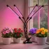 Светодиодная фитолампа Grow Light для выращивания растений, рассады Полный спектр 4 головы Светодиодная фитолампа Grow Light для выращивания растений, рассады Полный спектр 4 головы