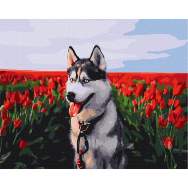 Картина за номерами "Хаскі в тюльпановому полі" Brushme BS30983 40х50 см