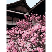 Набір картин за номерами 2 в 1