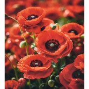 Алмазна мозаїка