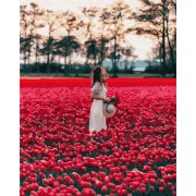 Картина по номерам Brushme Девушка в поле тюльпанов Лиссе GX24932