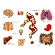 Настільна навчальна гра з багаторазовими наклейками