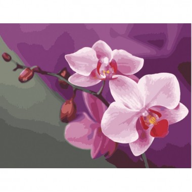 Картина по номерам Идейка Букеты Розовые орхидеи 40*50см KHO1081