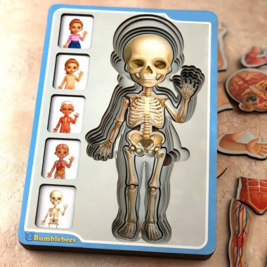 Деревянный пазл-вкладыш Анатомия человека – девочка Ubumblebees (ПСФ025) PSF025 строение тела