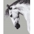 Картина по номерам Brushme Белая лошадь GX25707