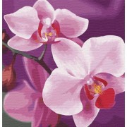 Картина по номерам. Волшебная орхидея 30*30см KHO3105