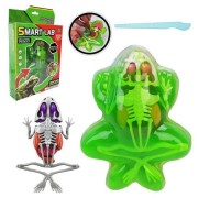 Детский лабораторный набор Лягушка 801B, скелет, внутренние органы