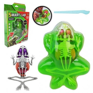 Детский лабораторный набор Лягушка 801B, скелет, внутренние органы Детский лабораторный набор Лягушка 801B, скелет, внутренние органы