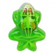 Детский лабораторный набор Лягушка 801B, скелет, внутренние органы