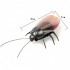 Животные жук люминисцентный 775 (930308)