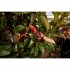 Ножницы-секатор аккумуляторные MILWAUKEE M12 BLPRS-202 (ЗУ+2акк.Х2Ач) Ножницы-секатор аккумуляторные MILWAUKEE M12 BLPRS-202 (ЗУ+2акк.Х2Ач)