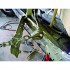 Зажим для кузовных работ (5 т) (FORCE 62501)